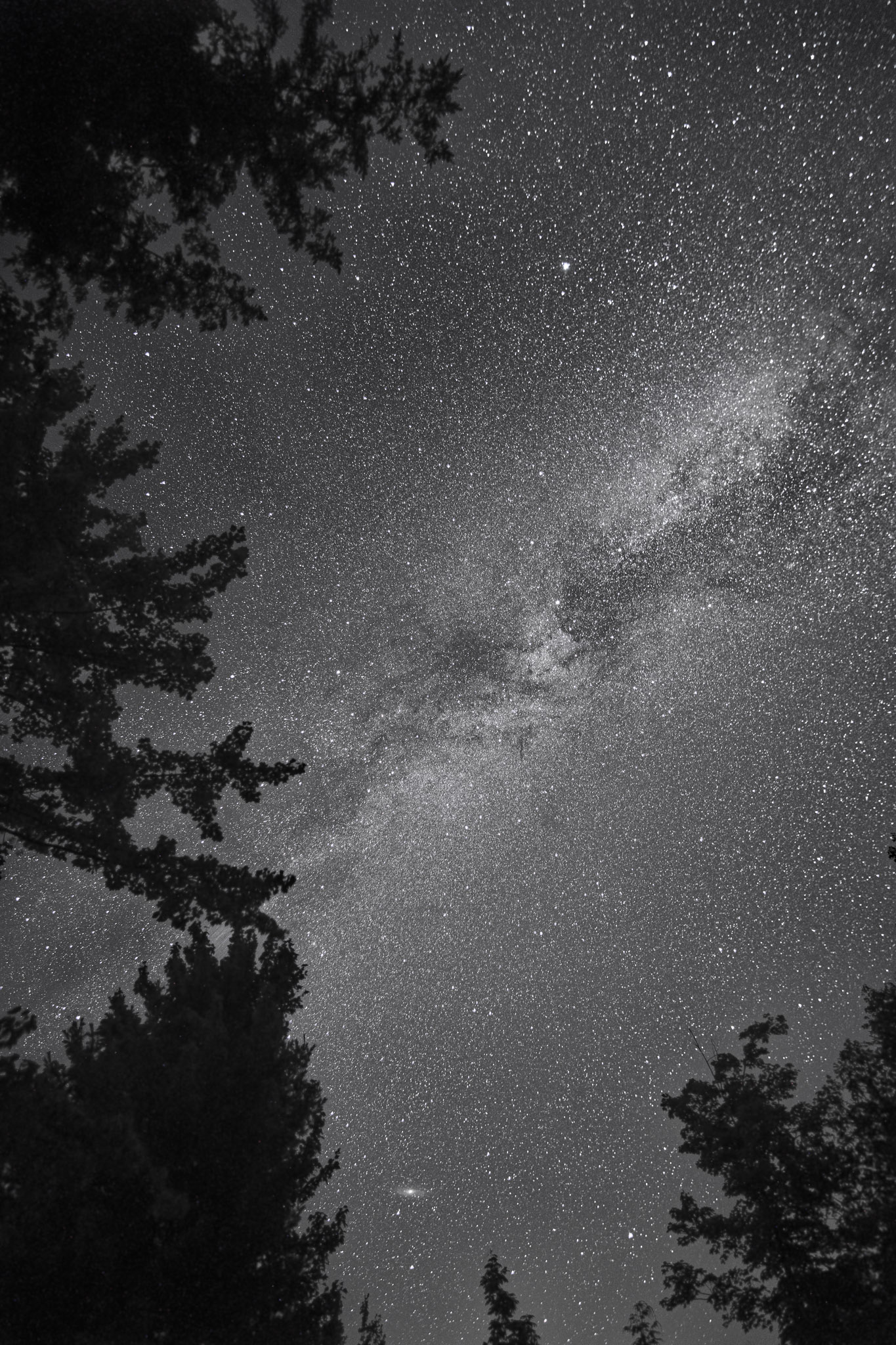 Looking up at the brilliant milky way with some starlit trees around